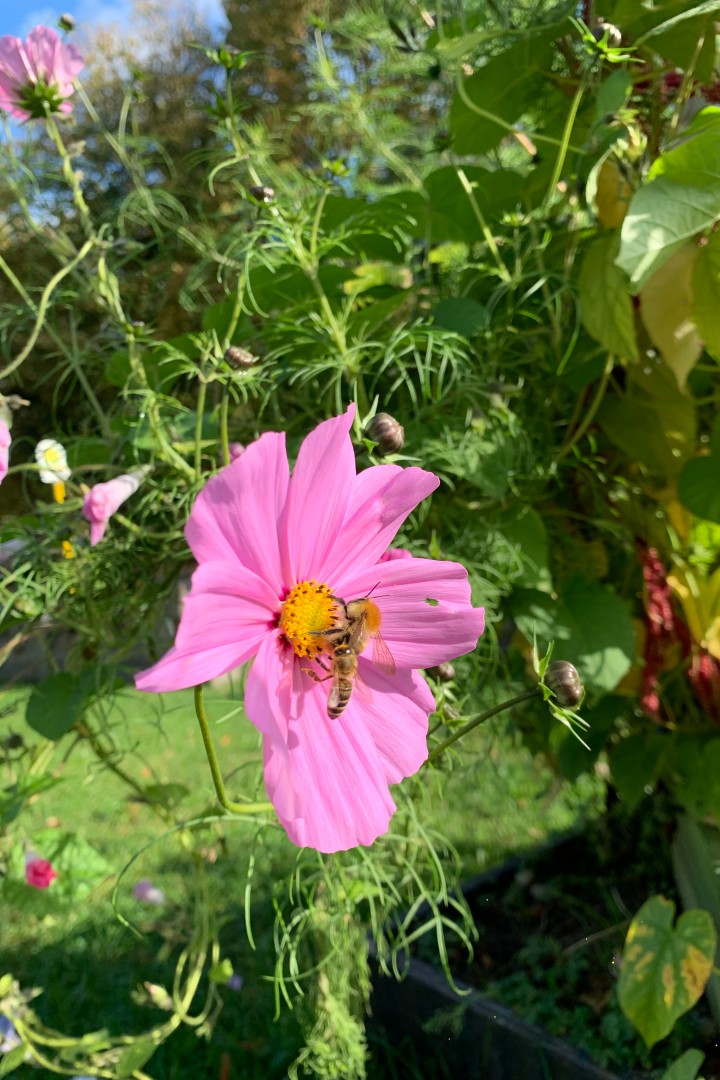 Biene auf einer rosanen Blüte