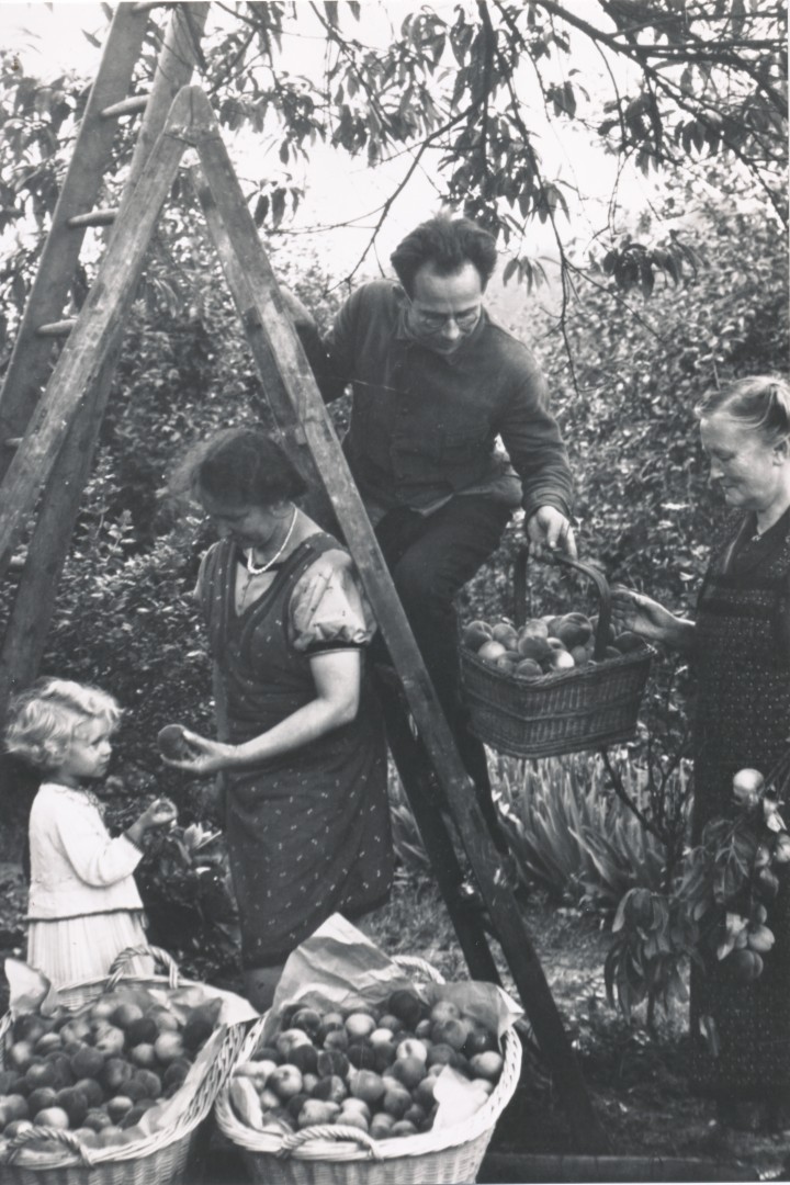 Historisches Schwarz-weiß-Foto einer Familie im Garten bei der Ernte von Pfirsichen