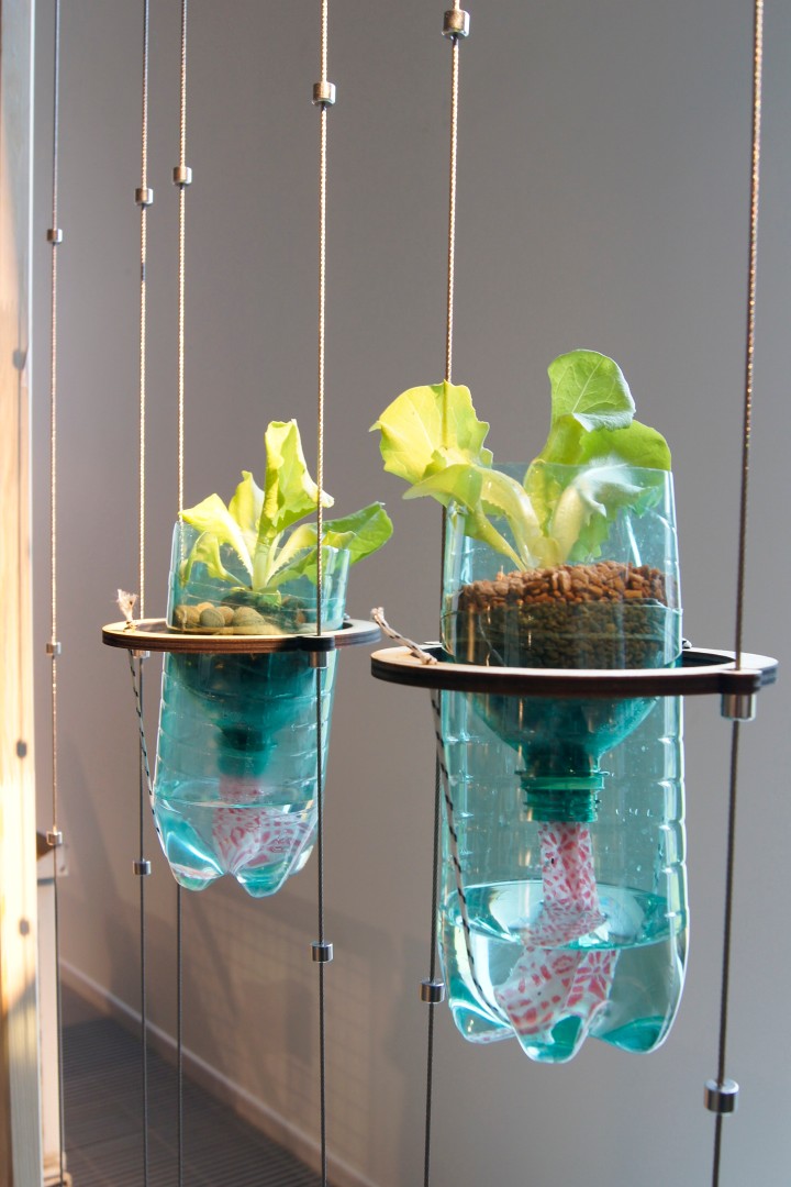 Foto zeigt zwei hängende Pflanzen in abgeschnittenen Wasserflaschen