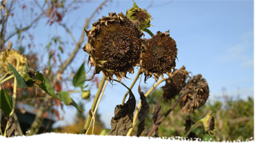 Vertrocknete Sonnenblumen stehen in einer Reihe