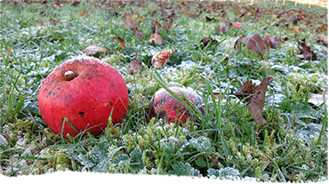 Ein Apfel bedeckt mit Raureif liegt im Gras