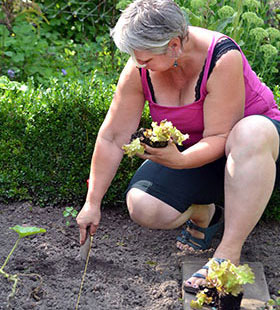 Eine Frau kniet in einem Beet und pflanzt Setzlinge ein.