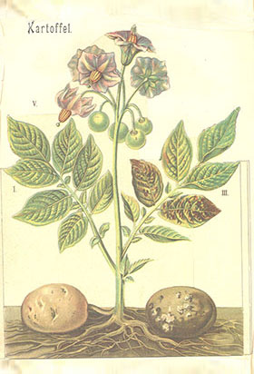 Ein altes, gemaltes Bild zeigt eine blühende Kartoffelpflanze, an deren Wurzeln zwei Kartoffeln gewachsen sind.