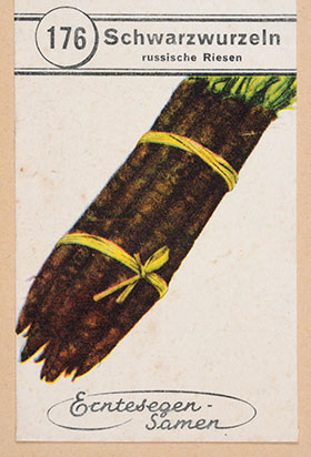 Eine Samentüte zeigt ein Bündel Schwarzwurzeln. Die Aufschrift lautet "Schwarzwurzeln".