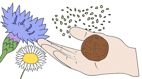 Eine Hand hält eine golfballgroße Kugel aus Samen und Erde